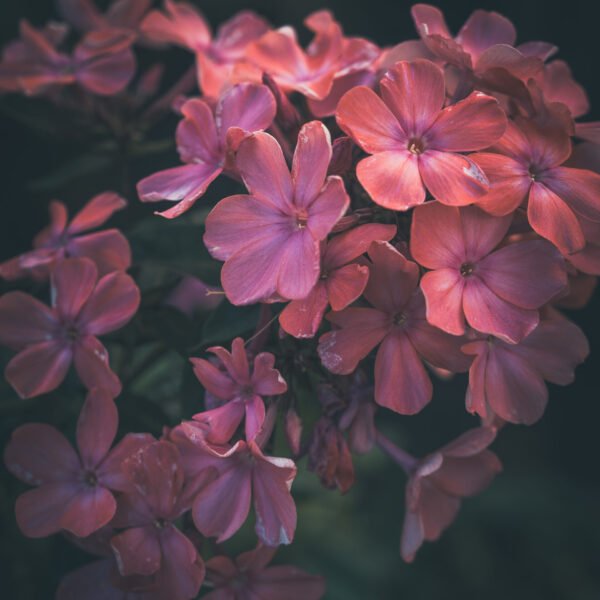 wall art flowers pink a macro photo with a beautiful soft color, the moody appearance is soothing and an eye-catcher among thousands. all decor, wall decor, wall art, wall art, canvas prints, modern wall decor, abstract art, landscape prints, home decor, home decor, decorative art.