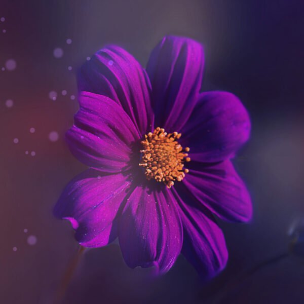 wall art purple flower wall decoration full of colors and details, be surprised by hanging this beauty on your wall. Discover the wonders of Flowersandmacro Wall Art and give your living space a magical touch with our beautiful Art . As part of our extensive collection, which includes categories such as abstract, animals, floral, nature, neon, bokeh, cities, cosmos and macro, our Wall Art  offers a unique look that attracts attention. Our high-quality prints, available on various materials such as aluminum, dibond, forex and plexiglass, ensure that your  wall art sensitive macro perfectly with your interior style and enhances the ambiance of your space.